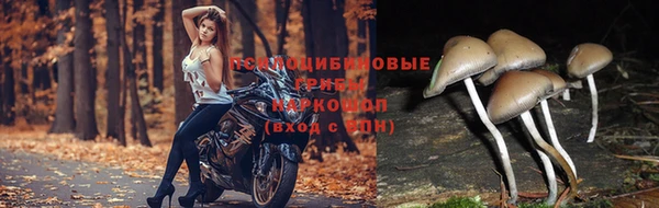 a pvp Новозыбков